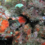 Seaweed Blenny