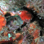 Seaweed Blenny WA zoom