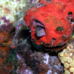 Seaweed Blenny wide