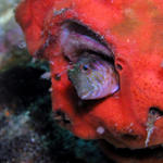 Seaweed Blenny WA zoom