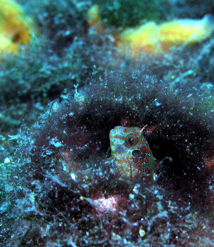 Tesselated Blenny Juvenile