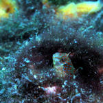 Tesselated Blenny Juvenile