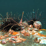 Arrow crab, urchins and blenny