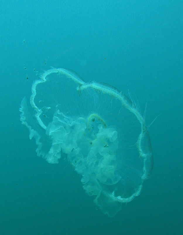 Moon Jelly and guests