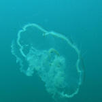 Moon Jelly and guests