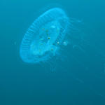 Moon Jelly and guests II