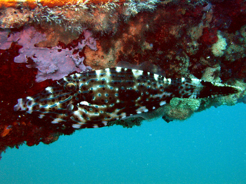 Scrawled Filefish