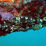 Scrawled Filefish