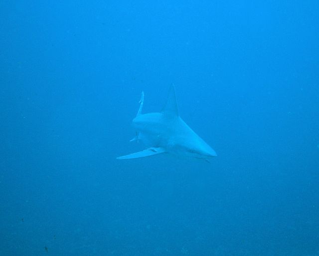 shark15.jpg