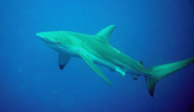 shark35.jpg