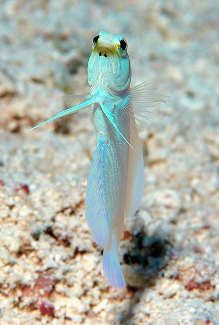 jawfish.jpg