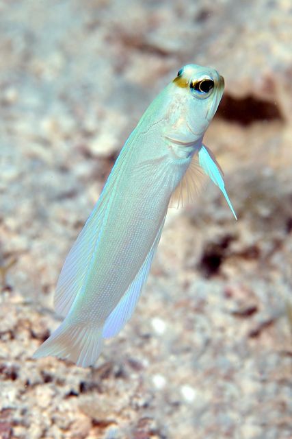 jawfish2.jpg