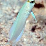 jawfish2.jpg