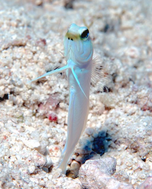 jawfish3.jpg