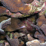 Goldentail Moray