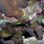 Goldentail Moray