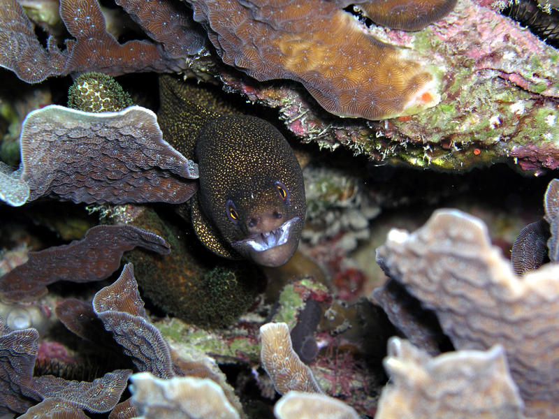 Goldentail Moray