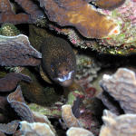 Goldentail Moray