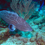 Nassau Grouper