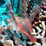 Stoplight Parrotfish