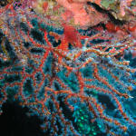 WB Gorgonian