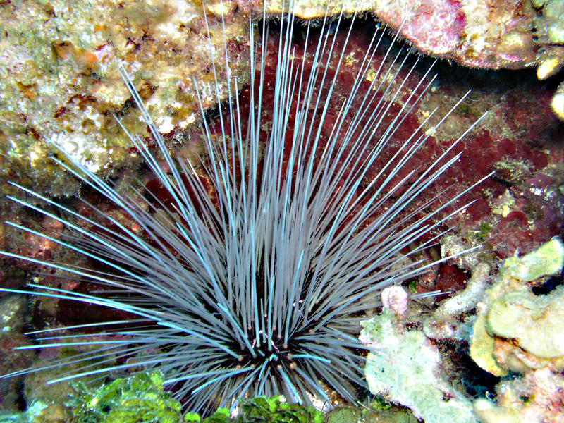 White LS Urchin