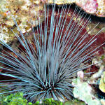 White LS Urchin