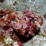 Scorpionfish