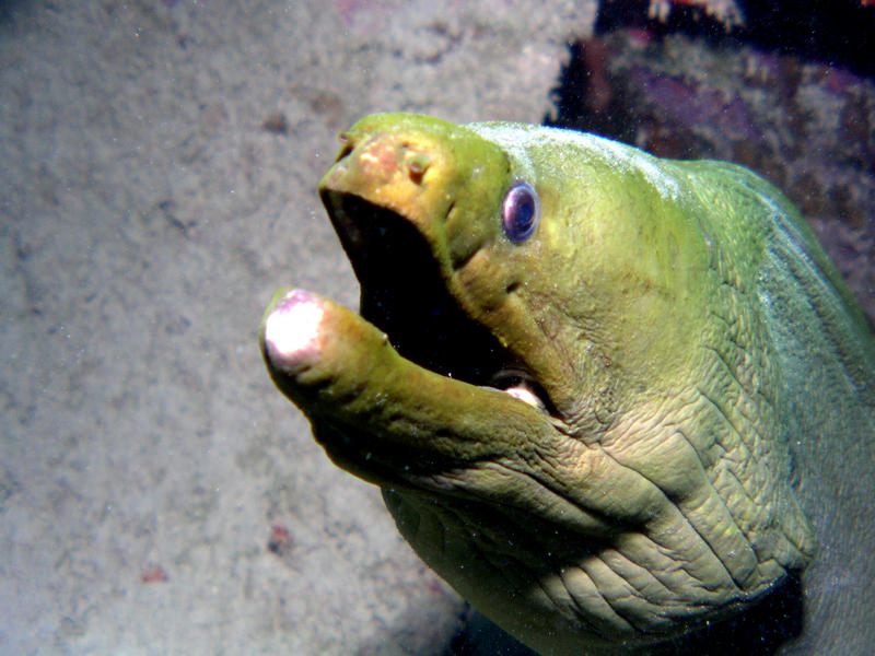 Green Moray