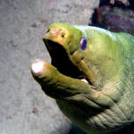 Green Moray