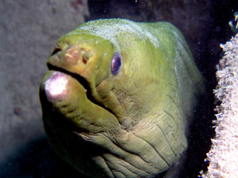 Green Moray