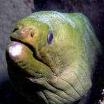 Green Moray