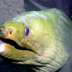 Green Moray