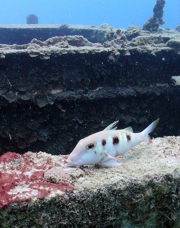 Goatfish