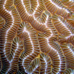 Maze Coral