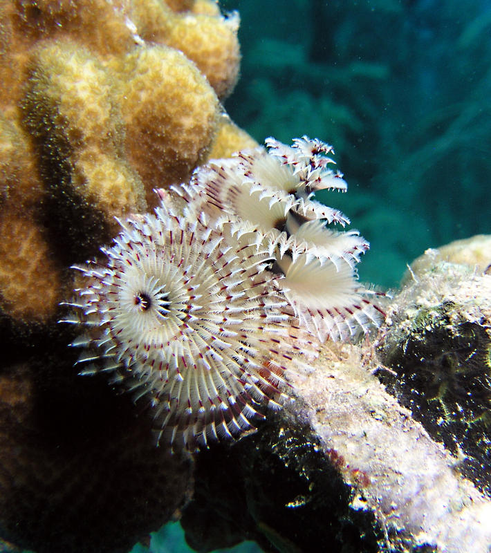 Christmas Tree Worm