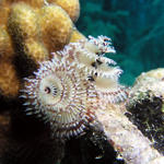 Christmas Tree Worm