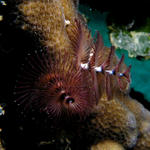 Christmas Tree Worm