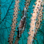 Slender Filefish