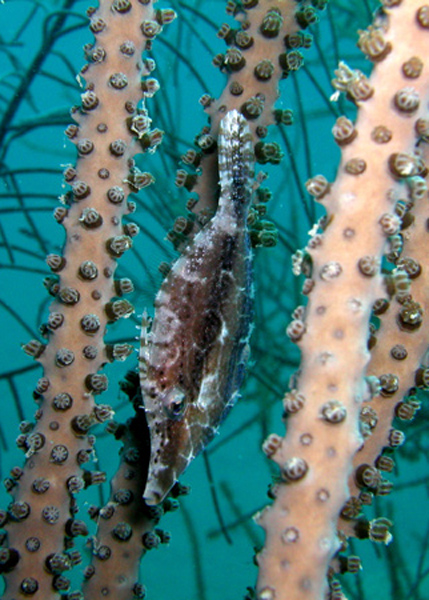 Slender-Filefish-Wcr