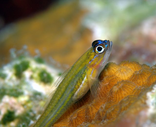 GOBY.jpg