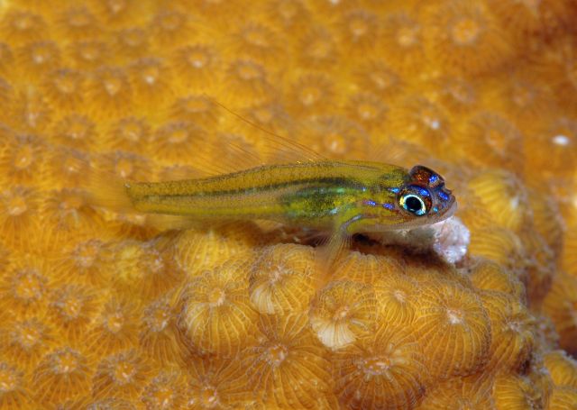 goby125.jpg