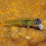 goby125.jpg