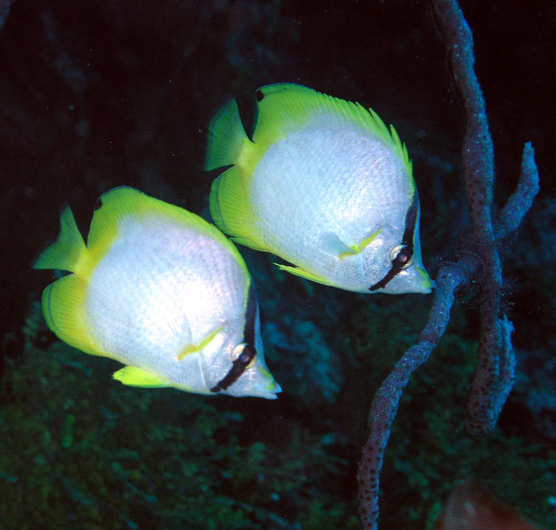 Spotfin Butterflies