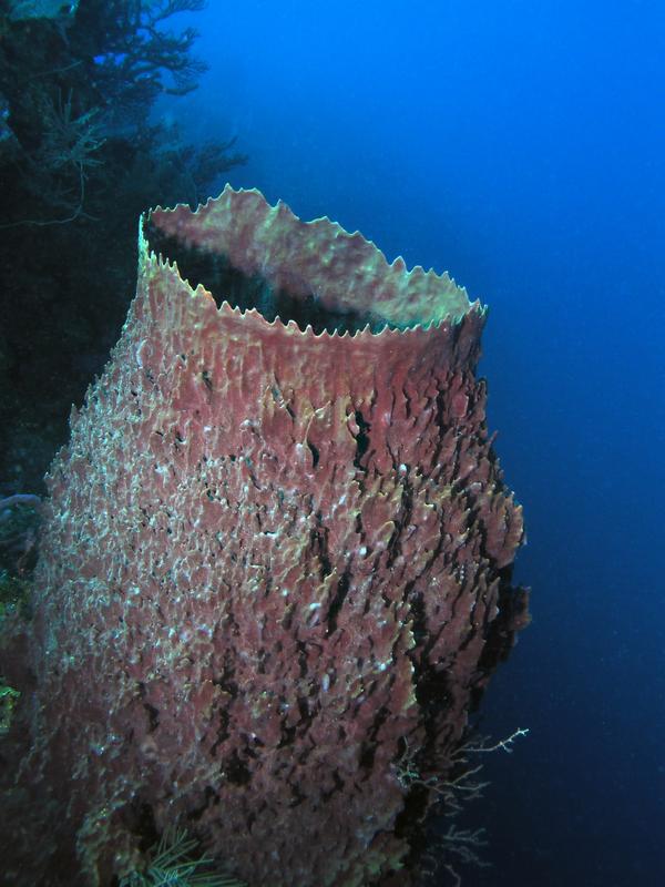 Barrel Sponge