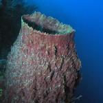 Barrel Sponge