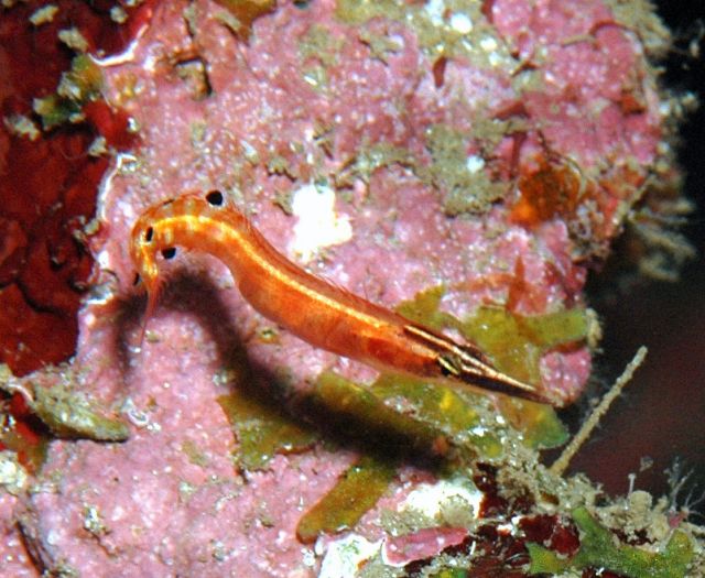 Arrowblenny.jpg