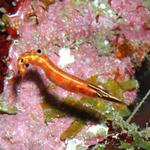 Arrowblenny.jpg