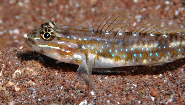 Bridledgoby2.jpg