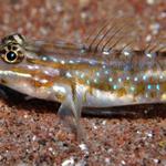 Bridledgoby2.jpg